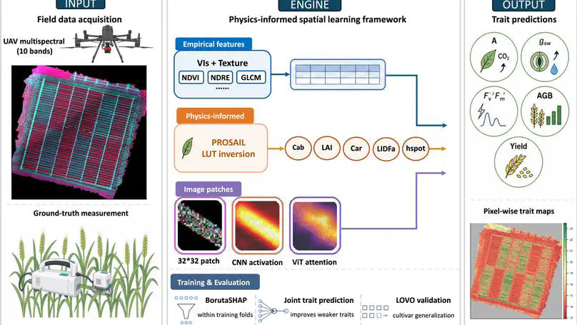 Seeing Photosynthesis from a Drone: Physics-Informed AI for Wheat
